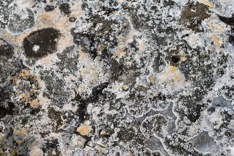 Light limestone with interesting texture visible. background Foto stock