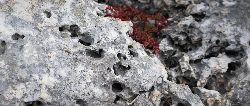 Light limestone with interesting texture visible. background Foto stock