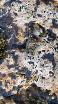 Light limestone with interesting texture visible. background Foto stock