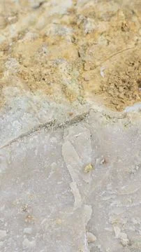 Light limestone with interesting texture visible. background Stock Photos