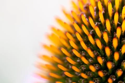 A light macro portrait of the stencils in the core of a echinacea purpurea, o Stock Photos