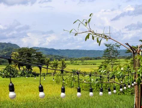 The light in the middle of the rice field Stock Photos