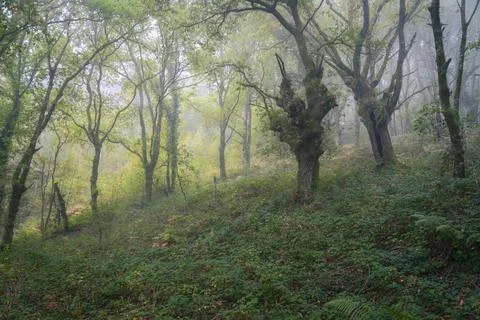 Light mist in a chestnut forest Stock Photos