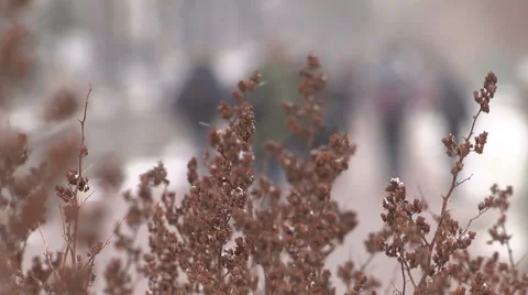 Light to moderate pretty snow and windy in the the city on cold winter day. Stock Footage 44570656