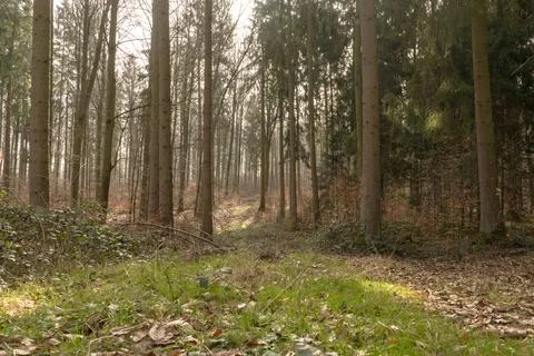 Light mood in the forest Stock Photos