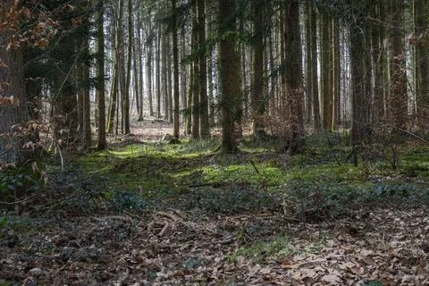 Light mood in the forest Stock Photos