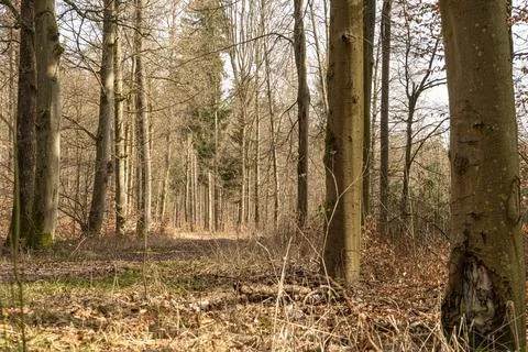 Light mood in the forest Stock Photos