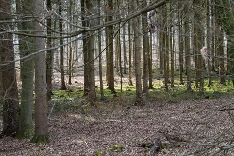 Light mood in the forest Stock Photos