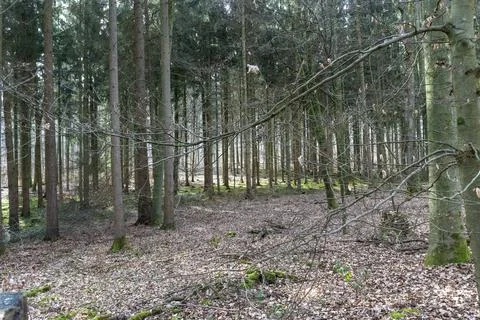 Light mood in the forest Stock Photos