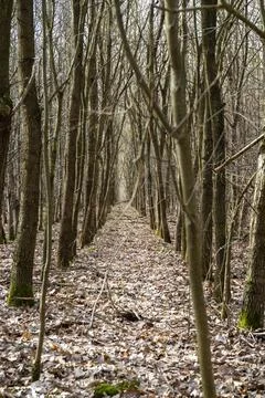 Light mood in the forest Stock Photos