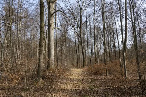 Light mood in the forest Stock Photos