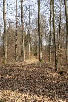 Light mood in the forest Stock Photos