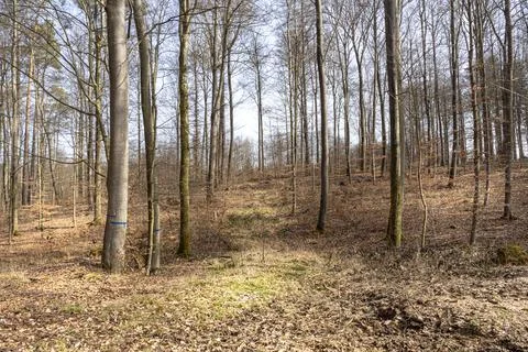 Light mood in the forest Stock Photos