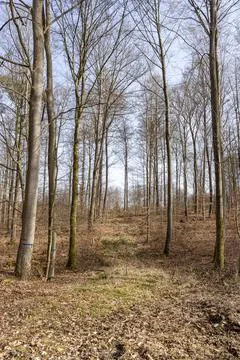 Light mood in the forest Stock Photos