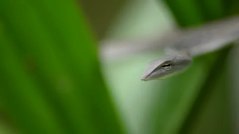 Light morph of asian vine snake, Krabi, Thailand Stock Footage 320758993