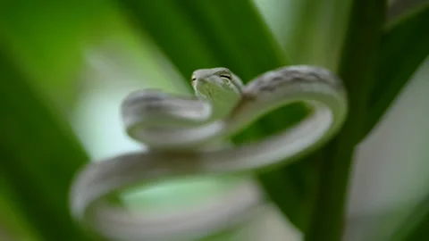 Light morph of asian vine snake, Krabi, Thailand Stock Footage 320759130