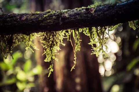 Light Moss Stock Photos