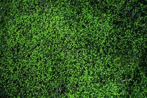 Light Mossy Wall Stock Photos