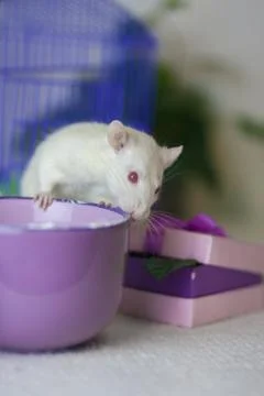 Light mouse in Cup. A white rat with a purple mug. Fotos Stock