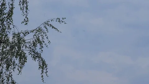 Light movement of branches with young greens Stock Footage 114317655
