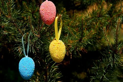 Light multi colored festive Easter eggs on fir branches in sunny spring day Foto stock