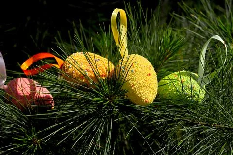 Light multi colored festive Easter eggs on fir branches in sunny spring day Stock Photos