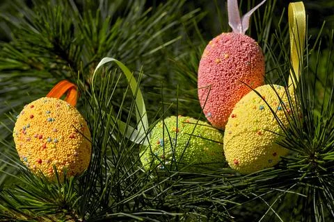 Light multi colored festive Easter eggs on fir branches in sunny spring day Foto stock