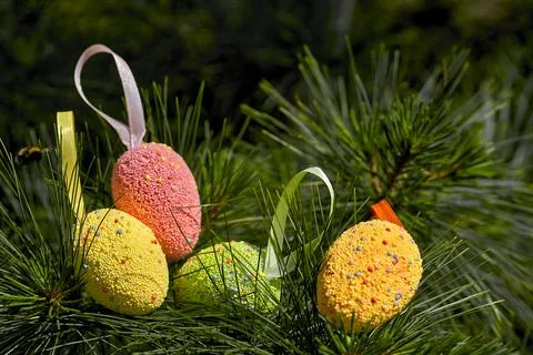 Light multi colored festive Easter eggs on fir branches in sunny spring day Stock Photos
