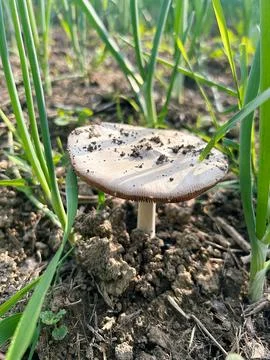 A light mushroom Stock Photos