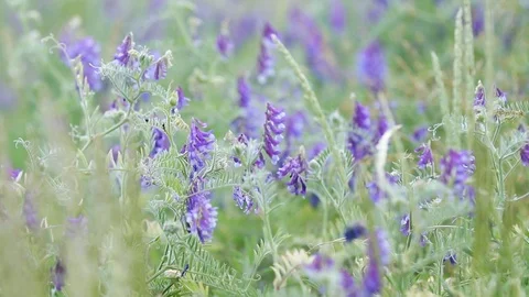  Light nature blurred background, light breeze Stock Footage 118647820