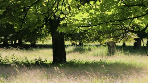 Light in the nature Video stock 26405343