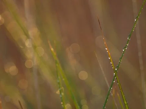 Light of nature Stock Photos