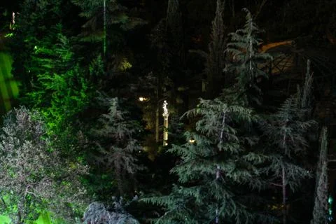 Light on the night trees. Foto stock