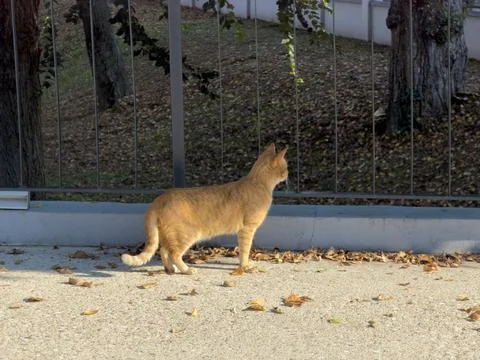 Light orange cat on concrete path with autumn leaves Stockfoto's