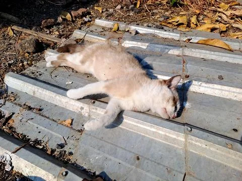 Light orange cat sleeping peacefully on corrugated metal roof in sun. Foto stock