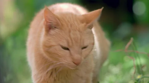 Light orange cat walking in a green field with bokeh effect in slow motion 4k Video stock 239643964
