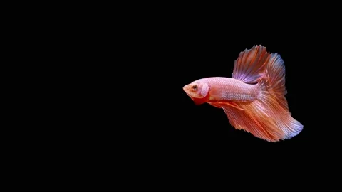 Light Orange color Siamese fighting fish Stock Footage 163395757