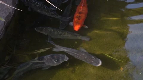 A light orange fish among many dark black fish swimming in a lake in the Video stock 158274103