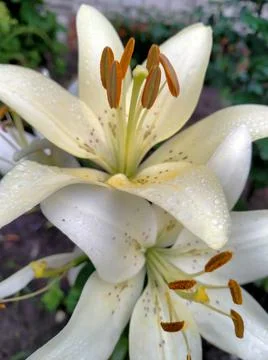 Light orange lily Foto stock