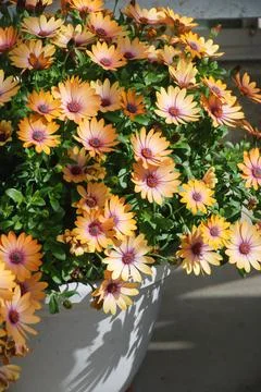 Light orange osteospermum or dimorphotheca flowers, salmon color flowers Stock Photos