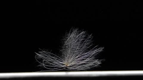 Light parachute structure distributing seeds. Light flying feather Stock Footage 315881737