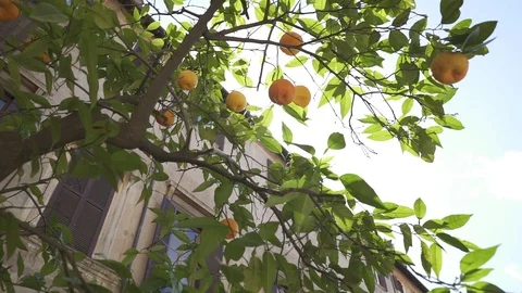 Light pass through Fruit Tree Stock Footage 85884848