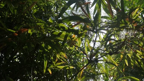 Light Passes Through Bamboo Leaves in the Forest Stock Footage 99806234
