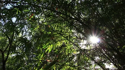 Light Passes Through Bamboo Trees in the Forest Stock Footage 40030643