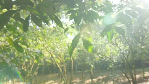 Light passes through coffee leaves in a coffee field, in Ethiopia Stock Footage 199629944