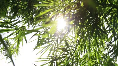 Light Passes Through Leaves in the Bamboo Forest Stock Footage 40101657