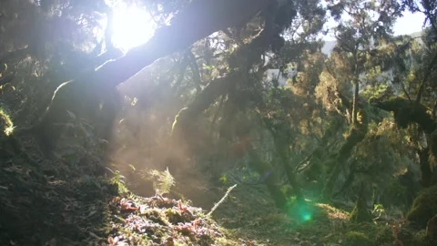 Light passes through the trees of a primary forest, in Ethiopia Stock Footage 199635498
