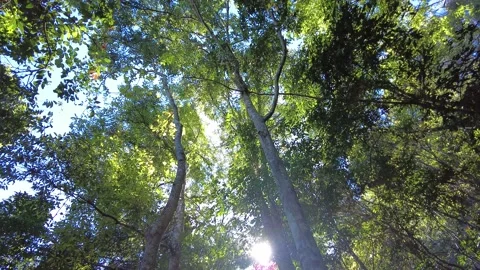 Light passing through leaves Stock Footage 149087553