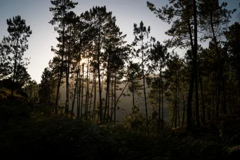 Light passing through the trees Stock Photos