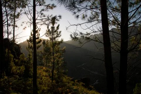 Light passing through the trees Stock Photos